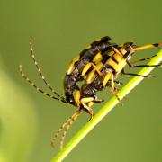 Rutpela maculata (Poda, 1761) - Lepture tachetée, Lepture cycliste