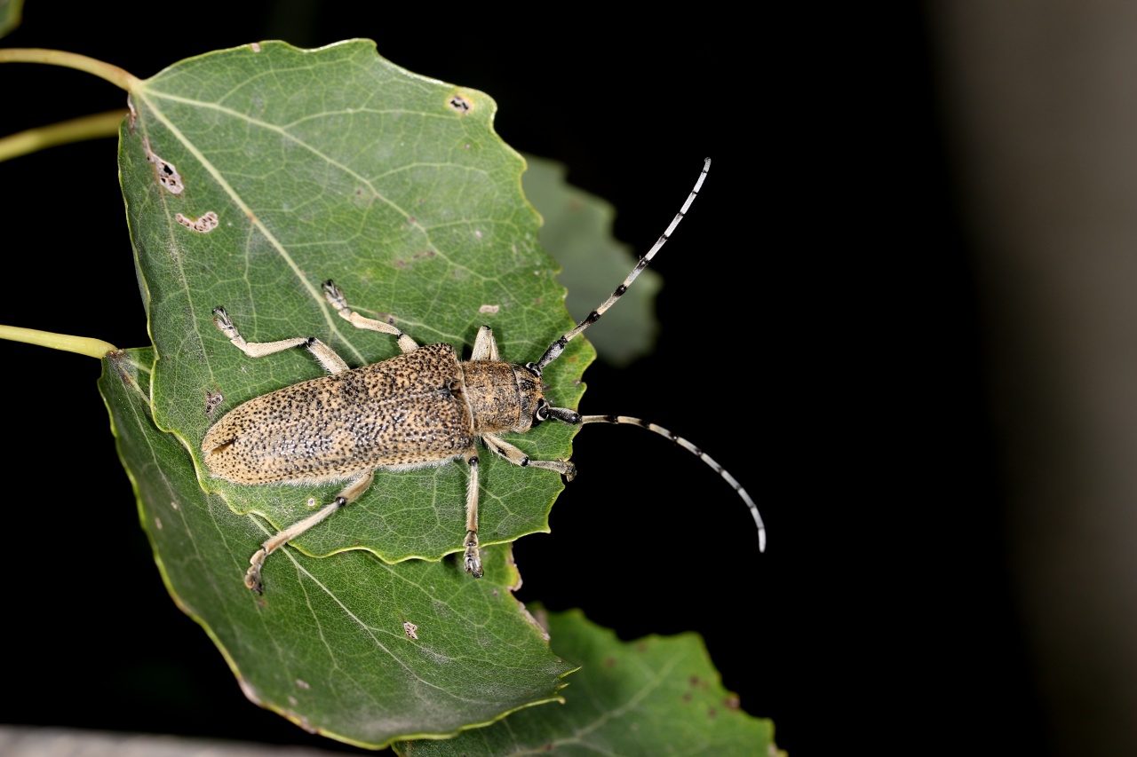 Saperda carcharias (Linnaeus, 1758) - Saperde chagrinée, Grande Saperde