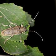 Saperda carcharias (Linnaeus, 1758) - Saperde chagrinée, Grande Saperde