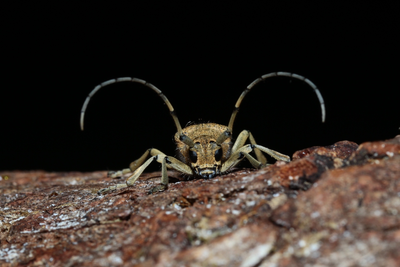 Saperda carcharias (Linnaeus, 1758) - Saperde chagrinée, Grande Saperde