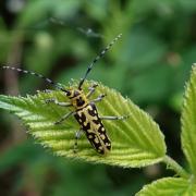  Saperda scalaris (Linnaeus, 1758) - Saperde postale, Saperde à échelons