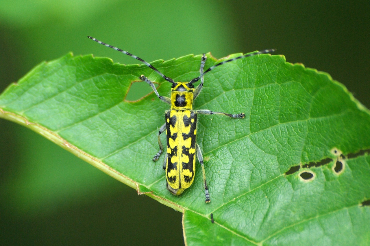 Saperda scalaris (Linnaeus, 1758) - Saperde postale, Saperde à échelons