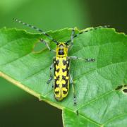 Saperda scalaris (Linnaeus, 1758) - Saperde postale, Saperde à échelons