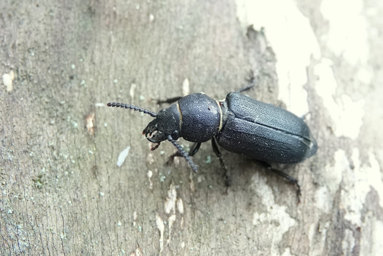 Spondylis buprestoides (Linnaeus, 1758) - Faux meunier, Spondyle bupreste (femelle)