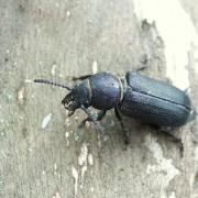 Spondylis buprestoides (Linnaeus, 1758) - Faux meunier, Spondyle bupreste (femelle)