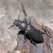 Spondylis buprestoides (Linnaeus, 1758) - Faux meunier, Spondyle bupreste (femelle)