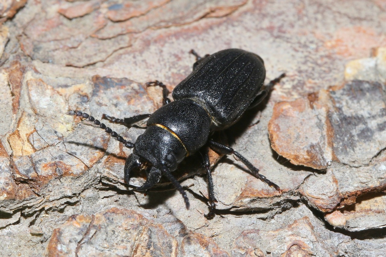 Spondylis buprestoides (Linnaeus, 1758) - Faux meunier, Spondyle bupreste (mâle)