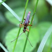 Stenocorus meridianus (Linnaeus, 1758) - Sténocore du midi