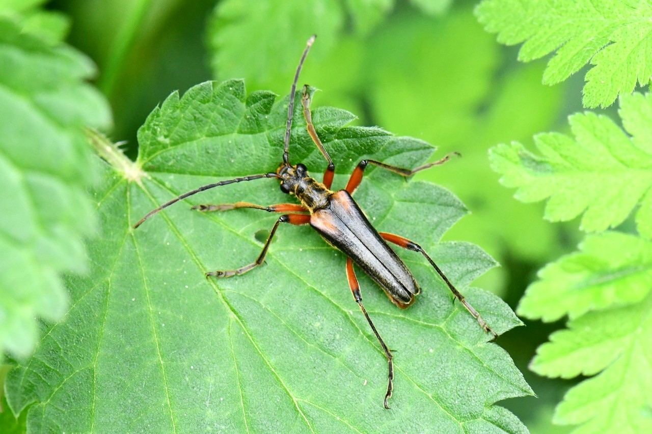 Stenocorus meridianus (Linnaeus, 1758) - Sténocore du midi 