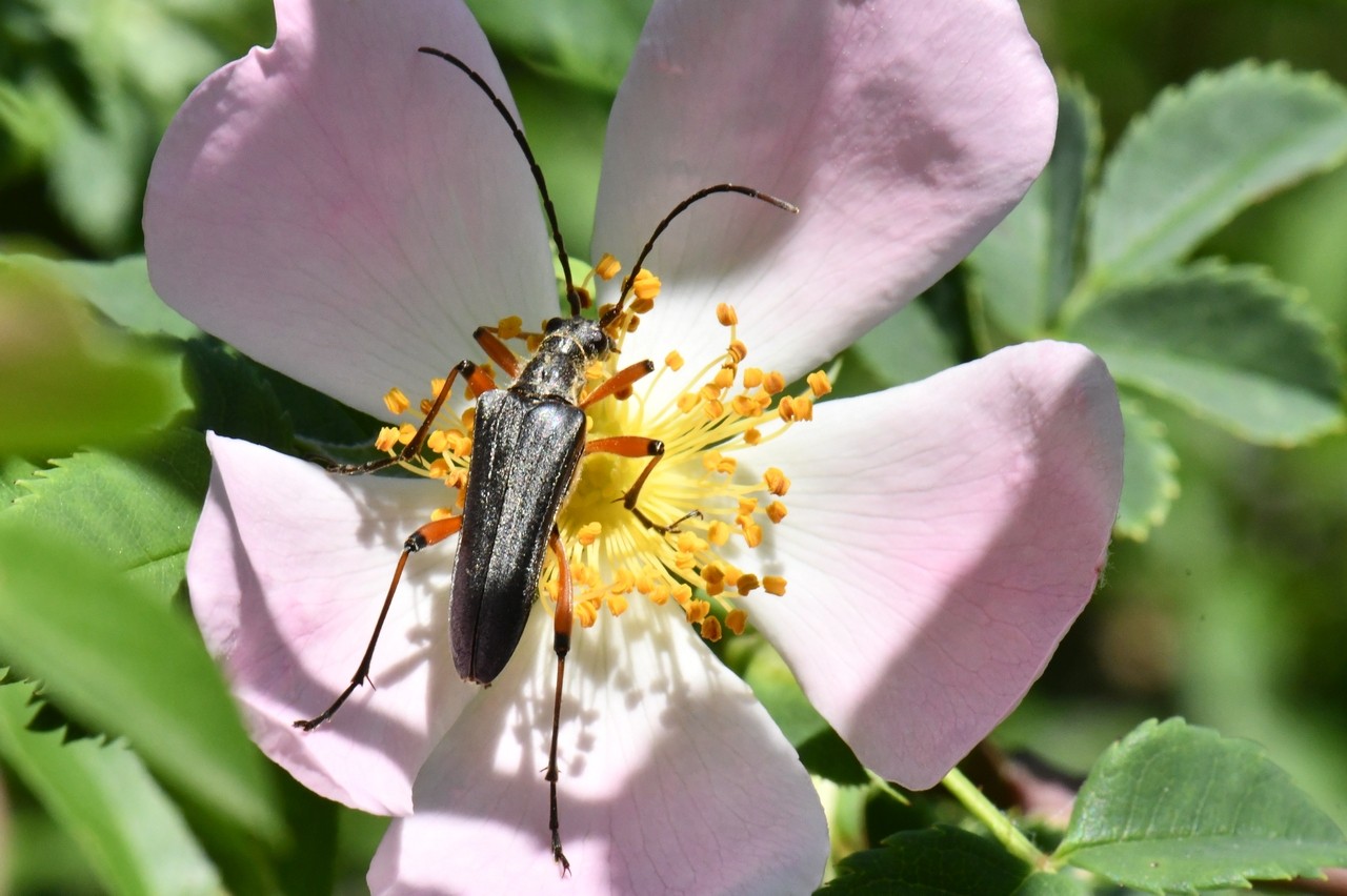 Stenocorus meridianus (Linnaeus, 1758) - Sténocore du midi 