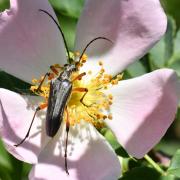 Stenocorus meridianus (Linnaeus, 1758) - Sténocore du midi 