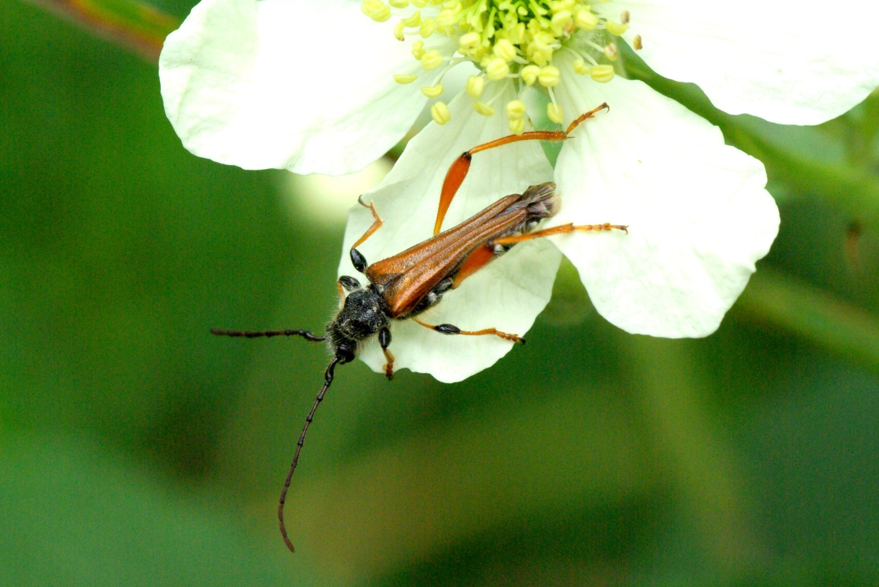 Stenopterus rufus (Linnaeus, 1767) - Calleux cycliste, Sténoptère roux