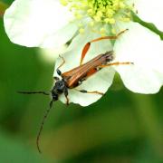 Stenopterus rufus (Linnaeus, 1767) - Calleux cycliste, Sténoptère roux