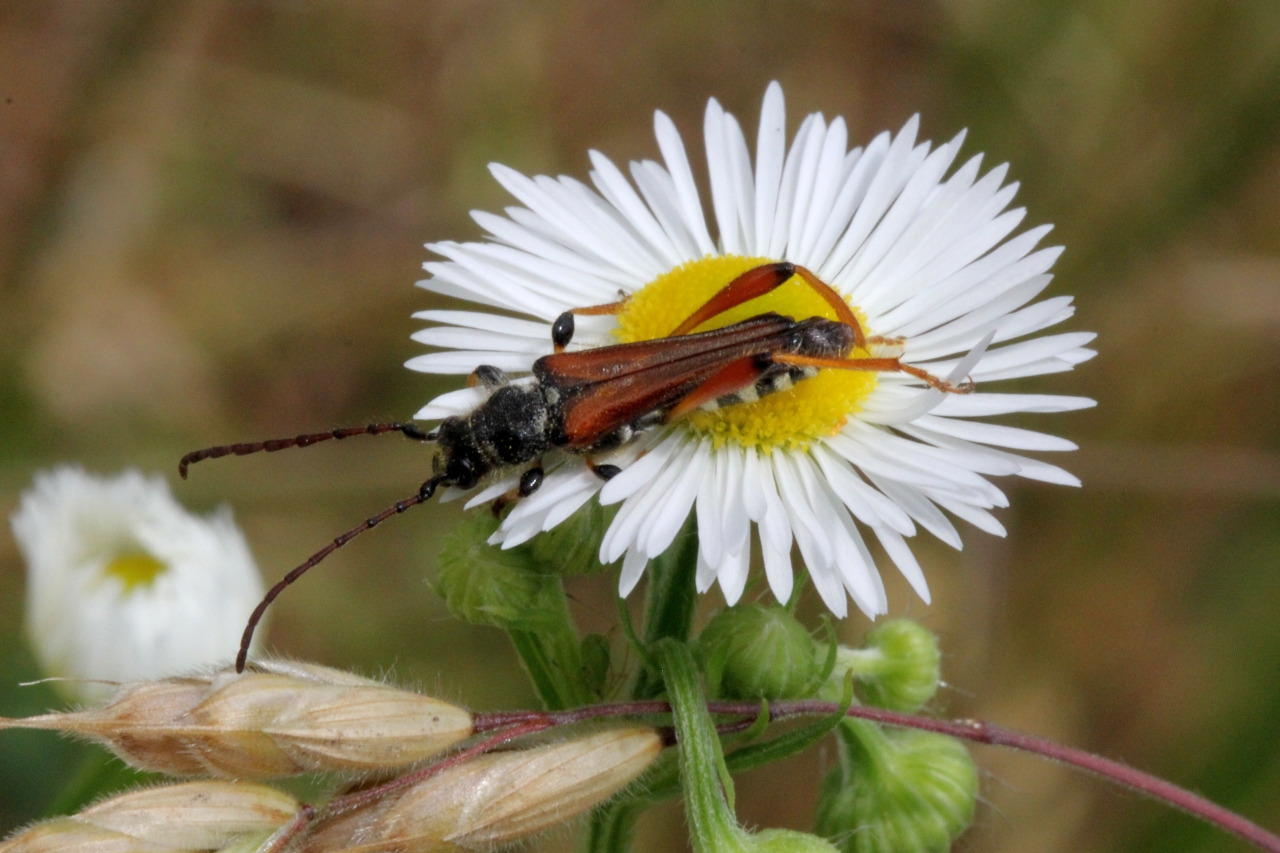 Stenopterus rufus (Linnaeus, 1767) - Calleux cycliste, Sténoptère roux