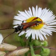 Stenopterus rufus (Linnaeus, 1767) - Calleux cycliste, Sténoptère roux