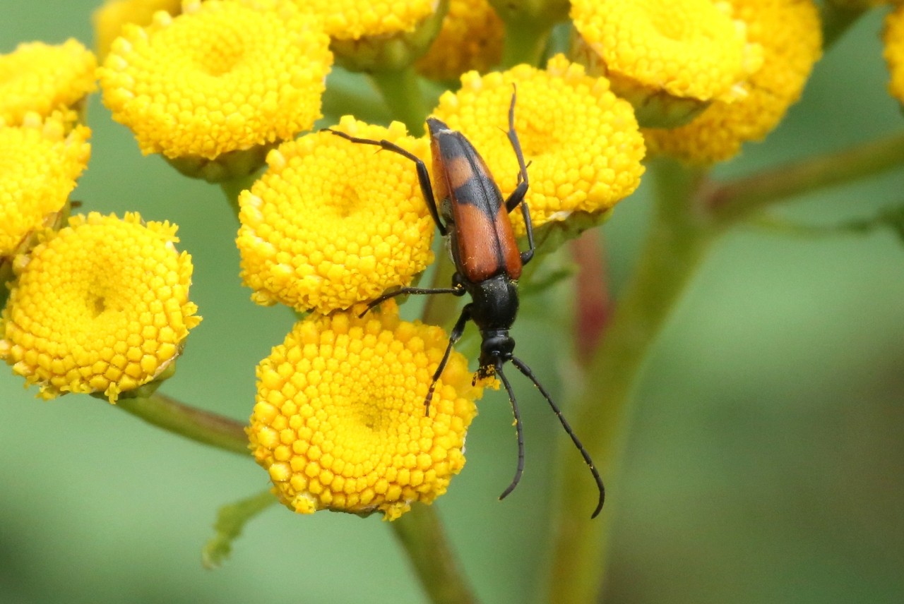 Stenurella bifasciata (Müller, 1776) - Lepture à deux fascies (femelle)