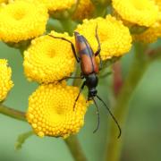 Stenurella bifasciata (Müller, 1776) - Lepture à deux fascies (femelle)