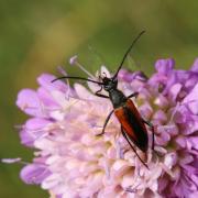 Stenurella melanura (Linnaeus, 1758) - Lepture à suture noire (femelle)