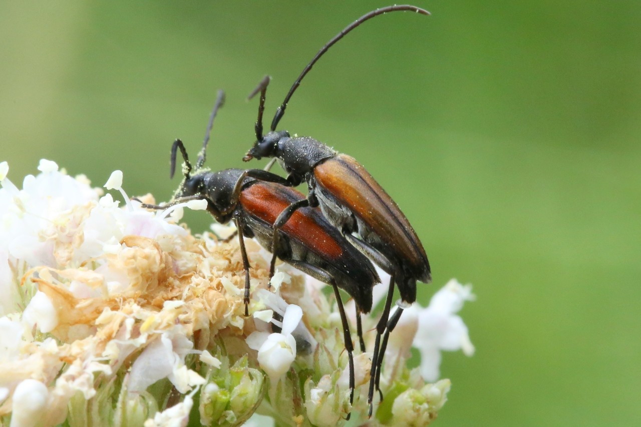 Stenurella melanura (Linnaeus, 1758) - Lepture à suture noire (accouplement)