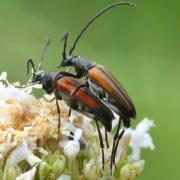 Stenurella melanura (Linnaeus, 1758) - Lepture à suture noire (accouplement)