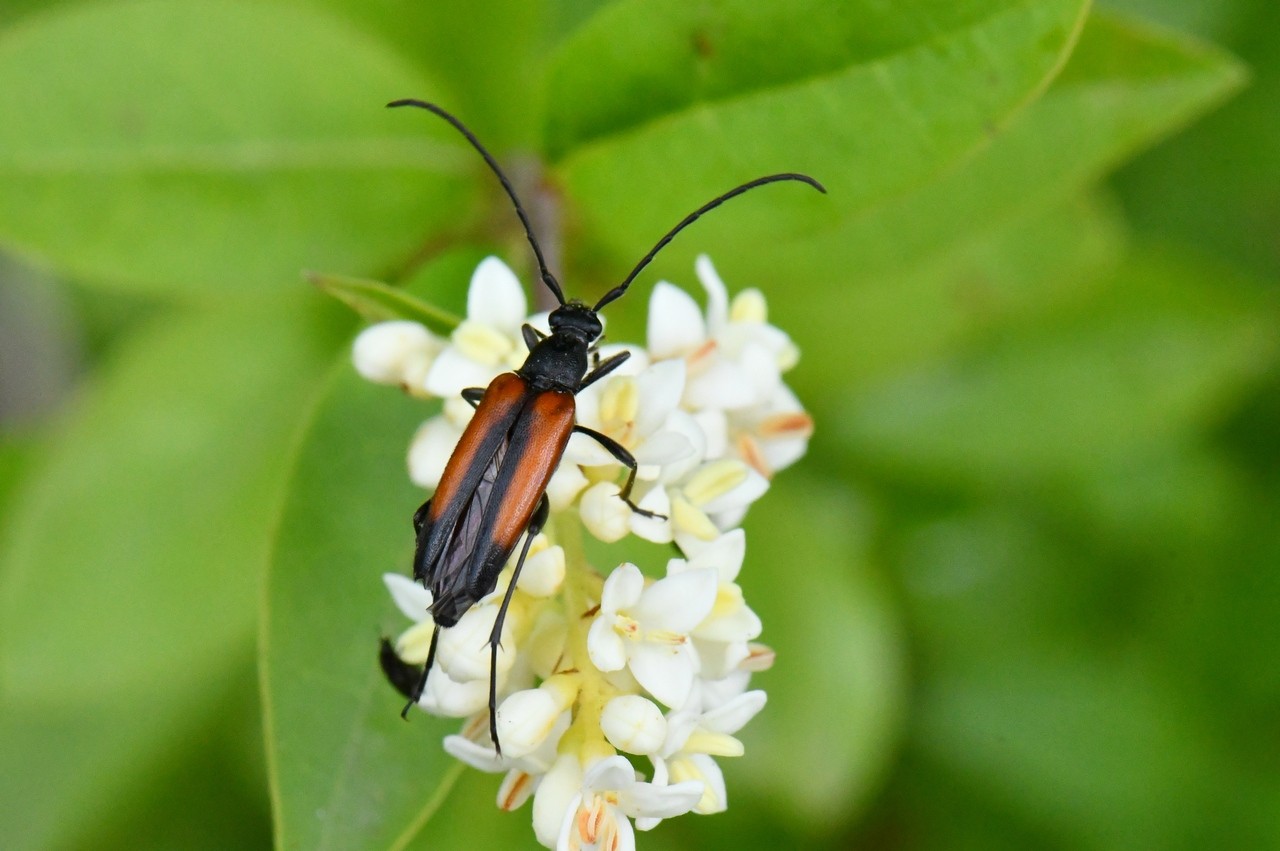 Stenurella melanura (Linnaeus, 1758) - Lepture à suture noire (femelle)