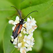 Stenurella melanura (Linnaeus, 1758) - Lepture à suture noire (femelle)