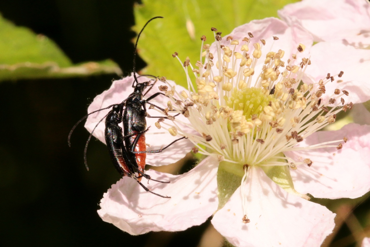 Stenurella nigra (Linnaeus, 1758) - Lepture de Stendhal, Lepture noire