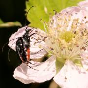 Rutpela nigra (Linnaeus, 1758) - Lepture de Stendhal, Lepture noire