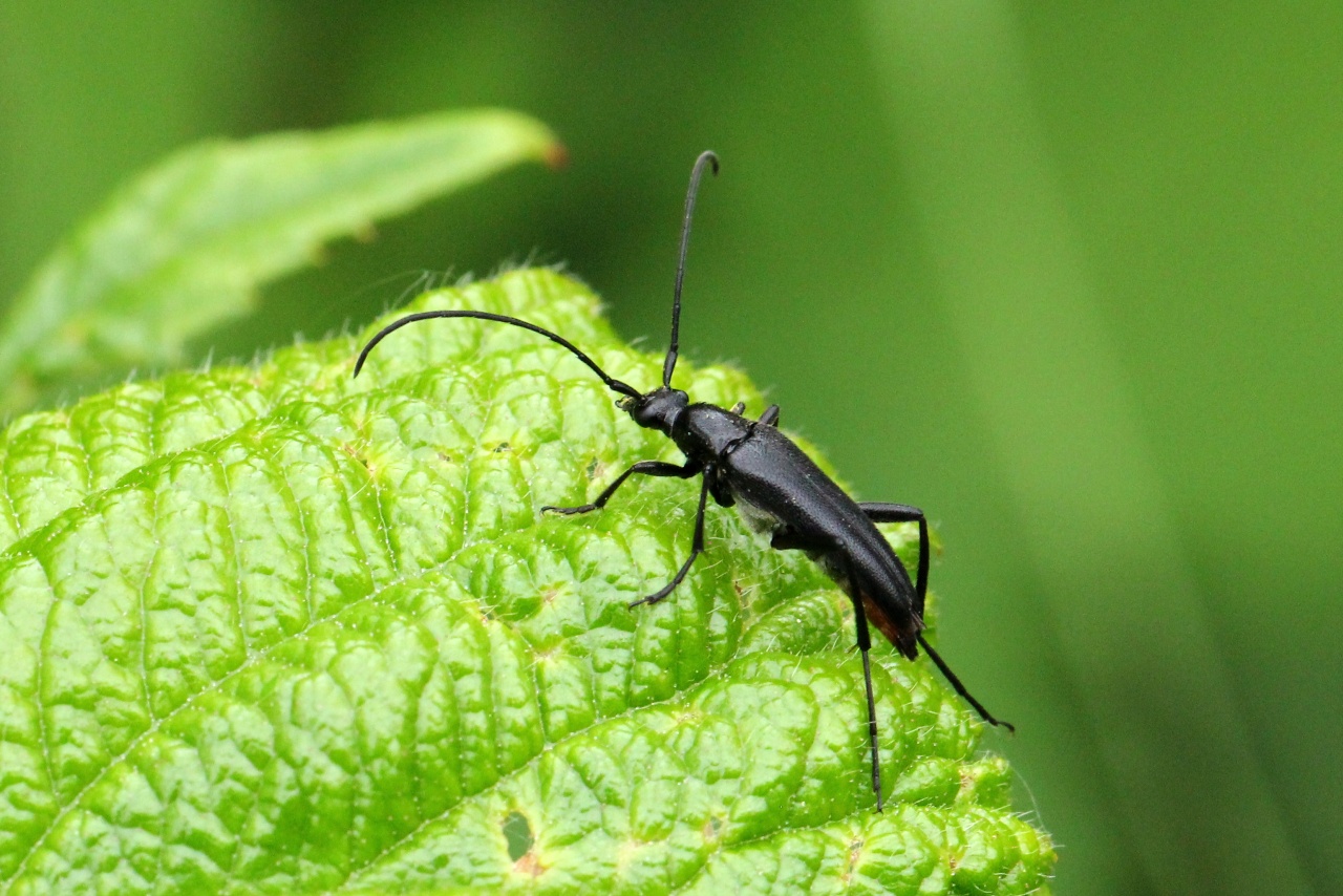 Rutpela nigra (Linnaeus, 1758) - Lepture de Stendhal, Lepture noire