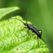 Stenurella nigra (Linnaeus, 1758) - Lepture de Stendhal, Lepture noire