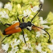 Stictoleptura fulva (De Geer, 1775) - Lepture sauvage, Lepture fauve