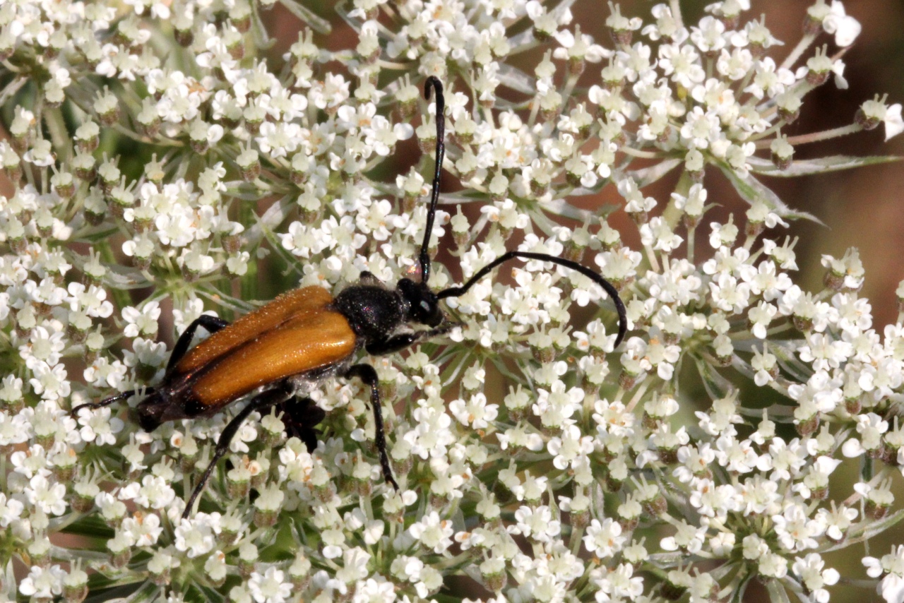 Stictoleptura fulva (De Geer, 1775) - Lepture sauvage, Lepture fauve