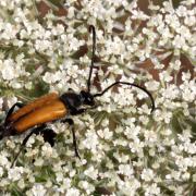 Stictoleptura fulva (De Geer, 1775) - Lepture sauvage, Lepture fauve