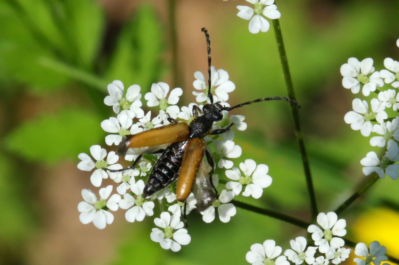 Stictoleptura maculicornis (De Geer, 1775)