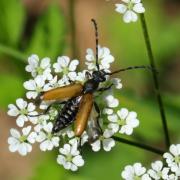 Stictoleptura maculicornis (De Geer, 1775)