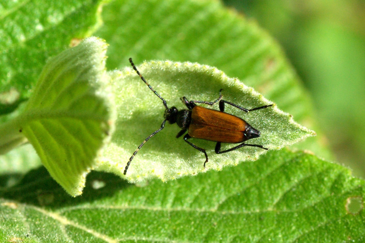 Stictoleptura maculicornis (De Geer, 1775)