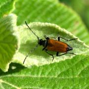 Stictoleptura maculicornis (De Geer, 1775)