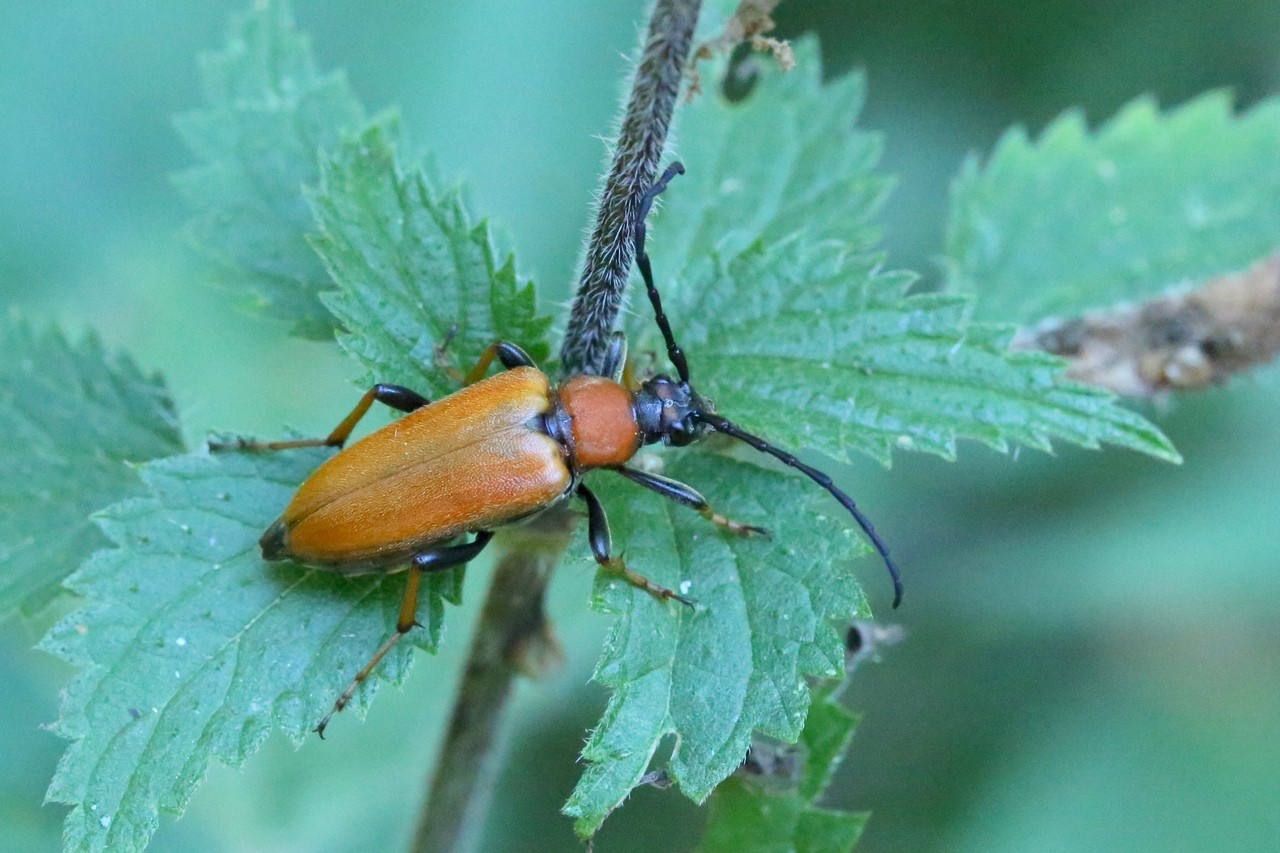 Stictoleptura rubra (Linnaeus, 1758) - Lepture cardinale, Lepture rouge (femelle)