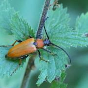 Stictoleptura rubra (Linnaeus, 1758) - Lepture cardinale, Lepture rouge (femelle)