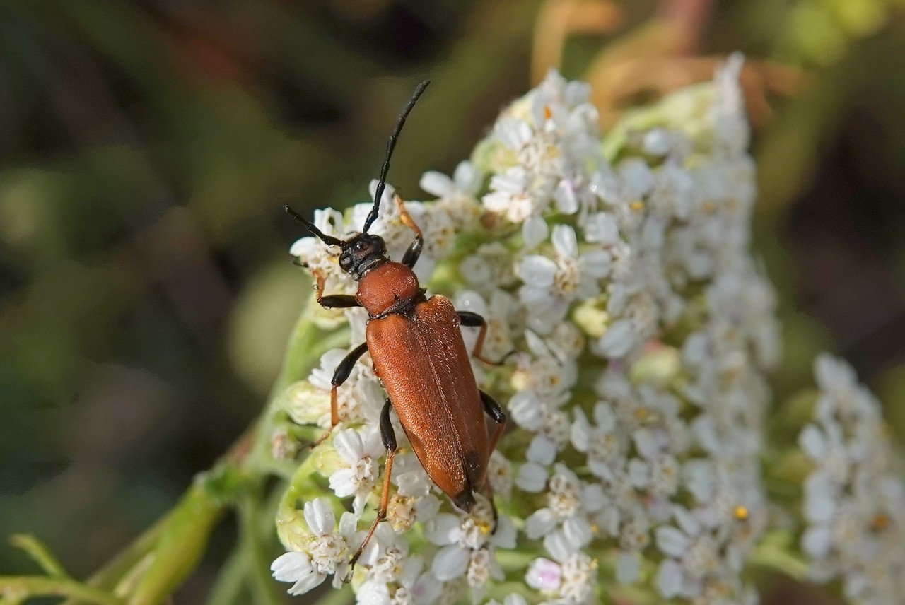 Stictoleptura rubra (Linnaeus, 1758) - Lepture cardinale, Lepture rouge (femelle)