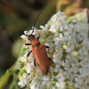 Stictoleptura rubra (Linnaeus, 1758) - Lepture cardinale, Lepture rouge (femelle)