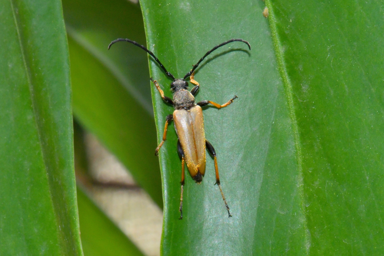 Stictoleptura rubra (Linnaeus, 1758) - Lepture papale, Lepture rouge (mâle)