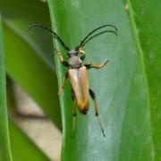 Stictoleptura rubra (Linnaeus, 1758) - Lepture papale, Lepture rouge (mâle)