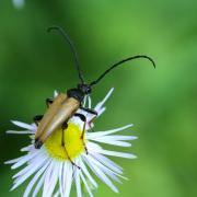 Stictoleptura rubra (Linnaeus, 1758) - Lepture papale, Lepture rouge (mâle)