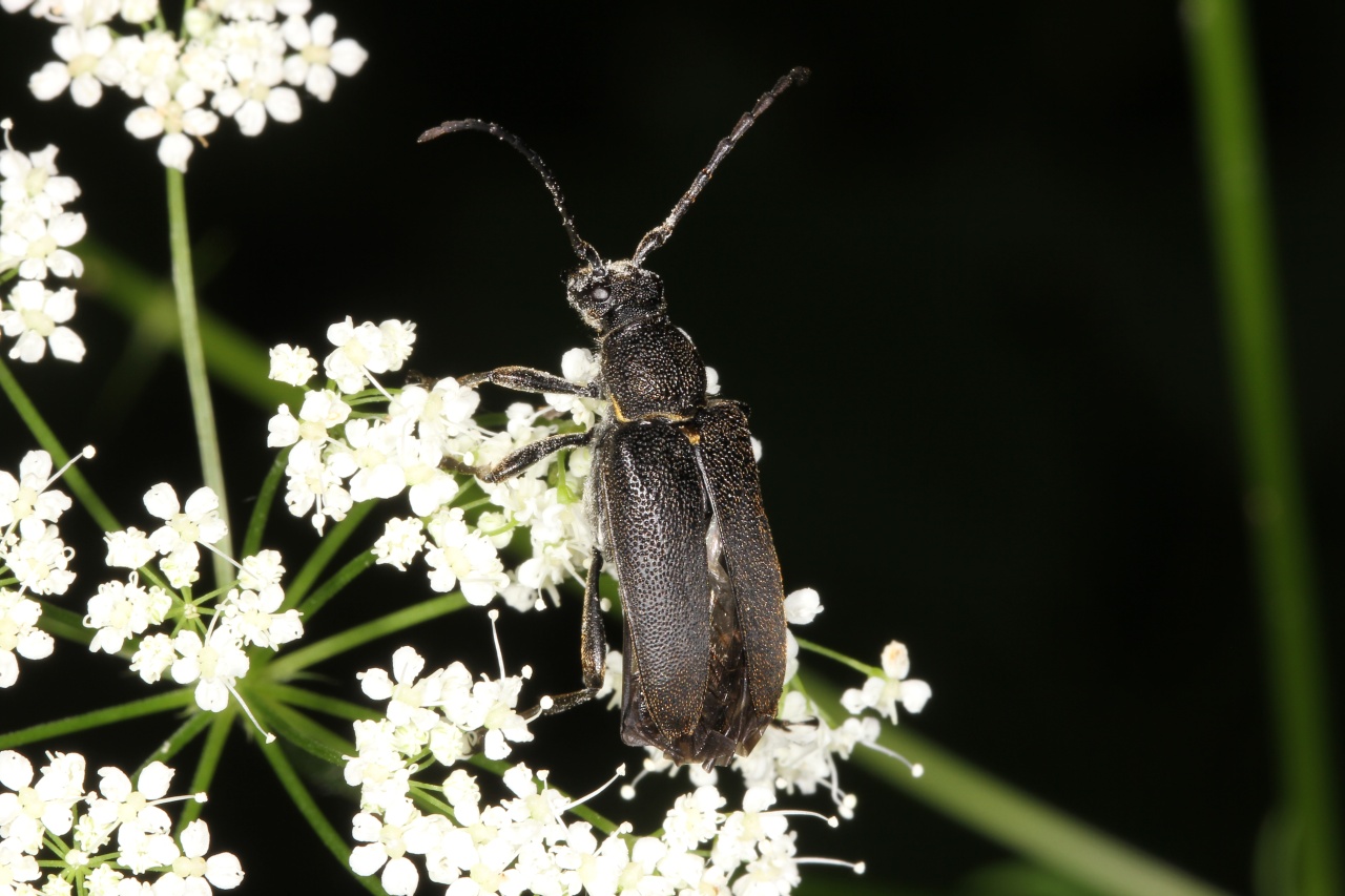 Stictoleptura scutellata (Fabricius, 1781) - Lepture écussonnée