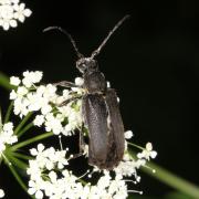 Stictoleptura scutellata (Fabricius, 1781) - Lepture écussonnée