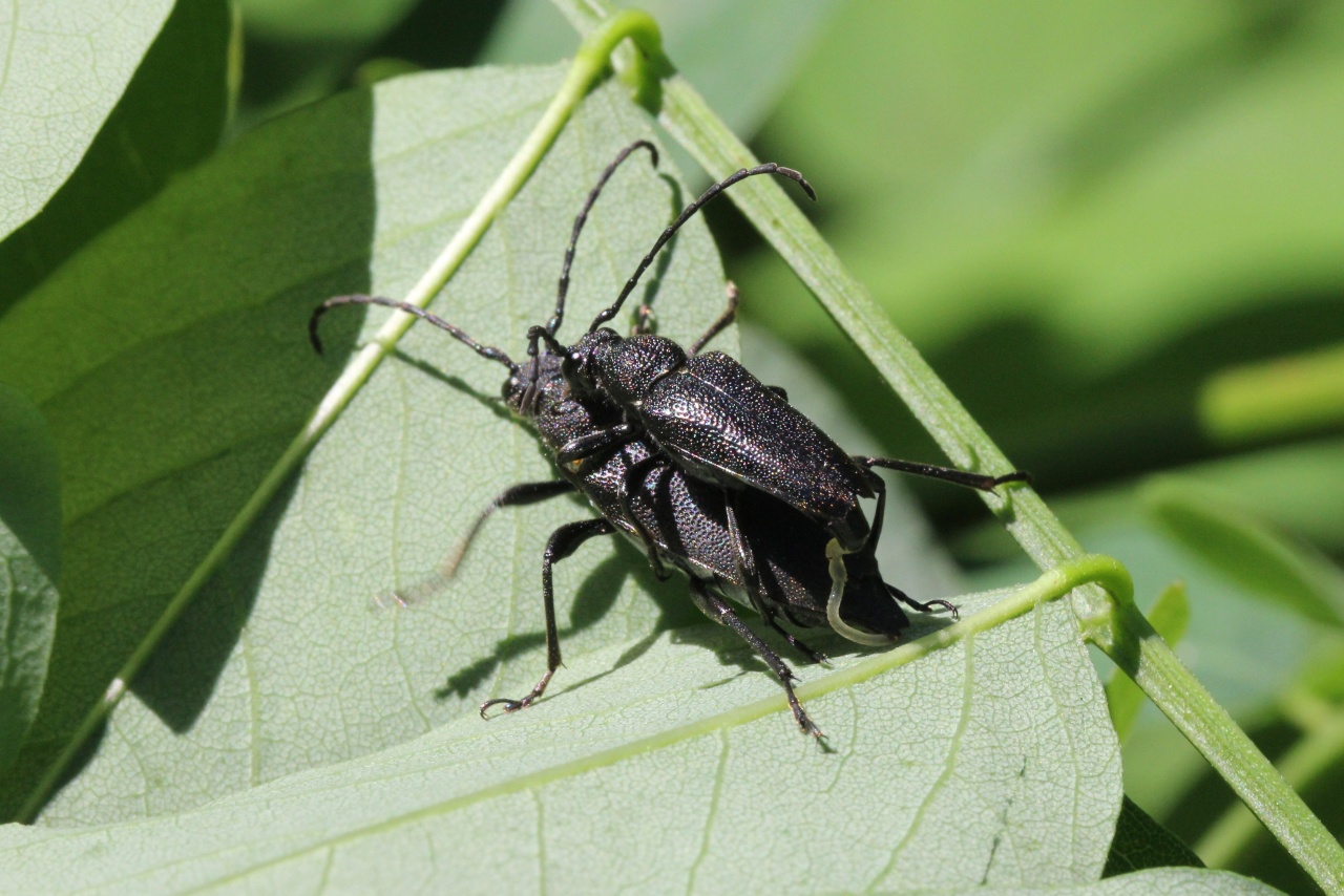 Stictoleptura scutellata (Fabricius, 1781) - Lepture écussonnée