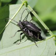 Stictoleptura scutellata (Fabricius, 1781) - Lepture écussonnée