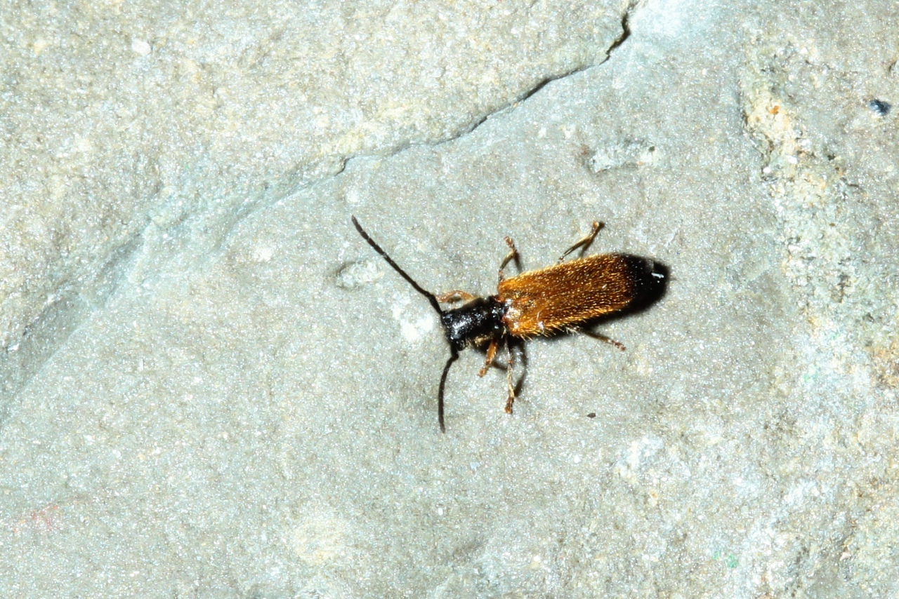 Tetrops praeustus (Linnaeus, 1758) - Tétrops brûlé