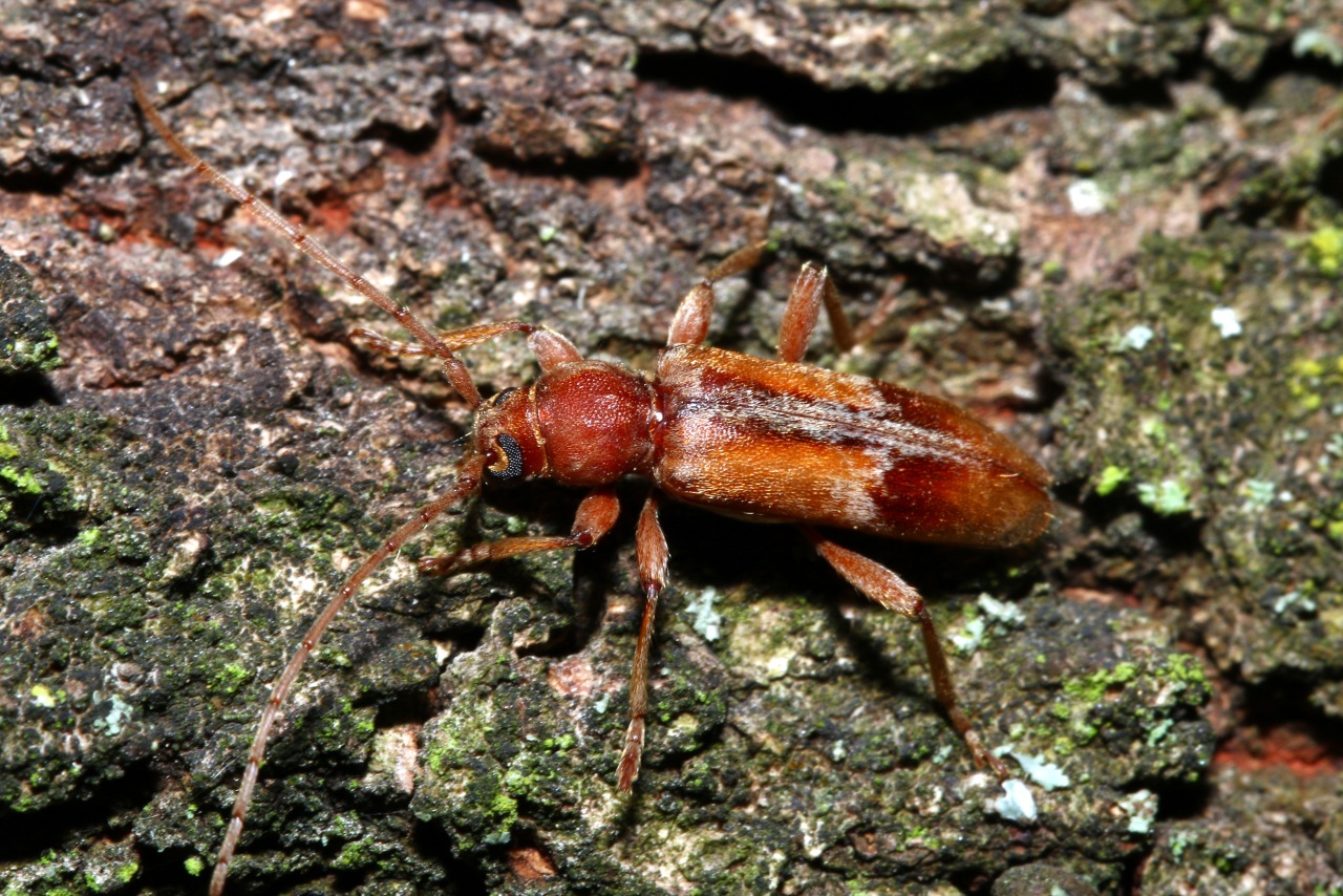 Trichoferus pallidus (Olivier, 1790) - Hespérophane pâle